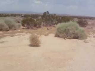 tumbleweed