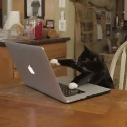 Typing kitty